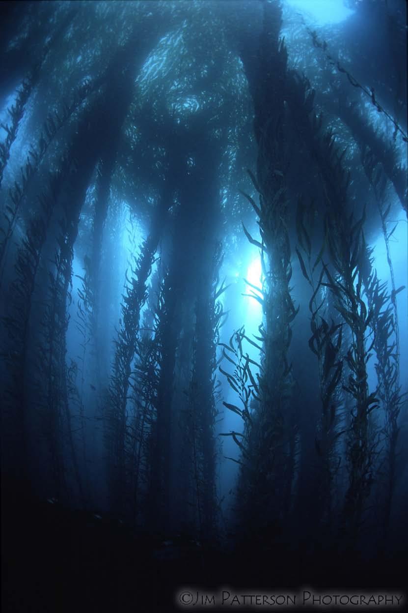 giant kelp (Macrocystis) forests foundation species support high algal, invert, & fish diversity high