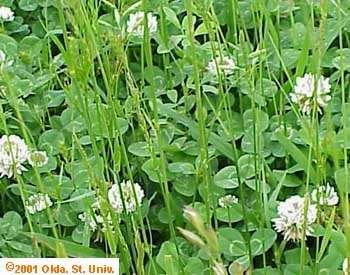Management Clover and grass High N from urine and fertilizer grass growth, shading