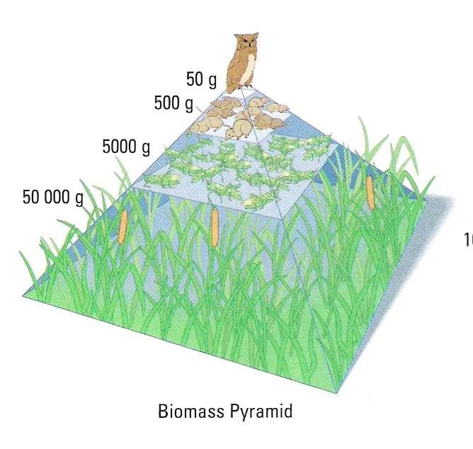 Ecological Pyramid: Biomass Shows the relative amounts of