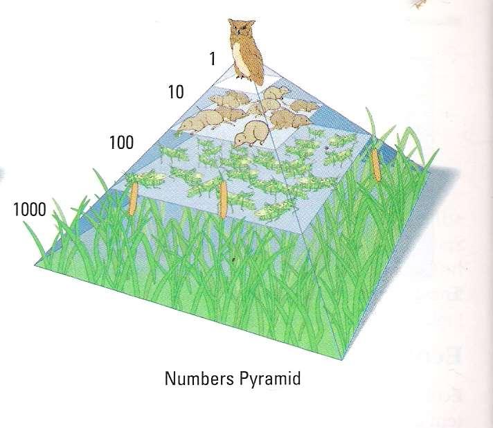 Ecological Pyramid: Number of Organisms Shows the