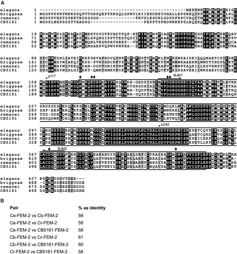 285 Fig. 2. Comparison of C. elegans FEM-2 with putative orthologues from C. briggsae, CB5161, and C. remanei. A A multiple sequence alignment of the four FEM-2 sequences.