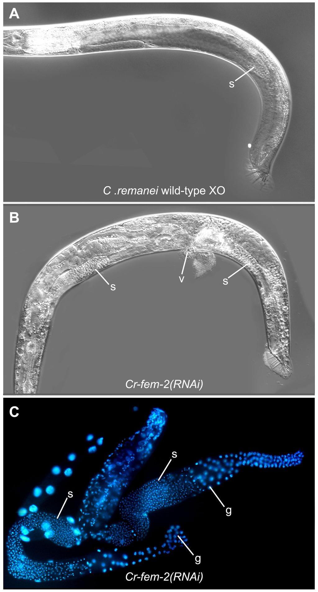 287 Fig. 3. Apparent feminization of the soma of C. remanei animals following RNAi against fem-2. A Wild-type C. remanei male with single-armed gonad. s, sperm.