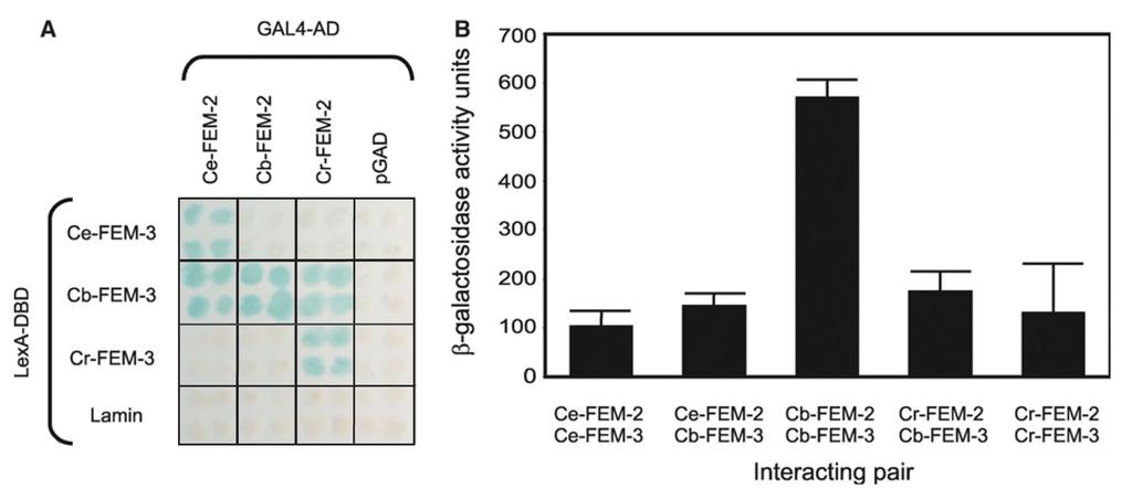 288 Fig. 4. Analysis of conspecific and interspecific interactions between FEM-2 and FEM-3 using the yeast two-hybrid system.