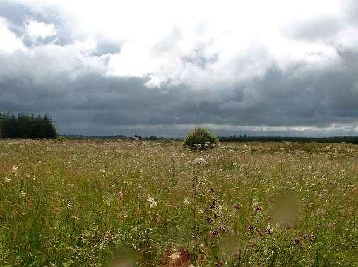 Laois Habitats Survey 2008 Wet grassland with conifer plantation in the background in Gortahile Report prepared for Laois Heritage Forum: PART 2: