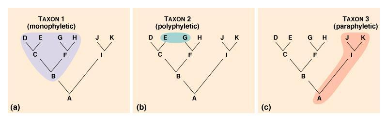 monophyletic taxon includes a group of organisms descended from a single ancestor polyphyletic taxon is composed of unrelated