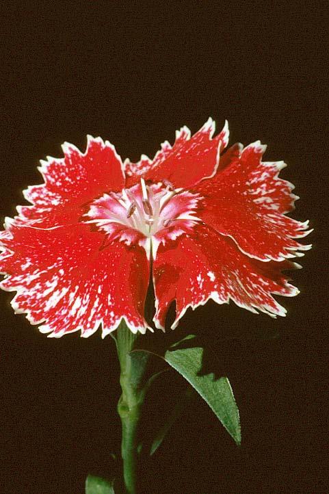 Caryophyllaceae (Carnation or Pink family)