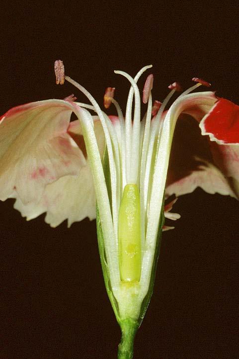 Caryophyllaceae (Carnation or Pink