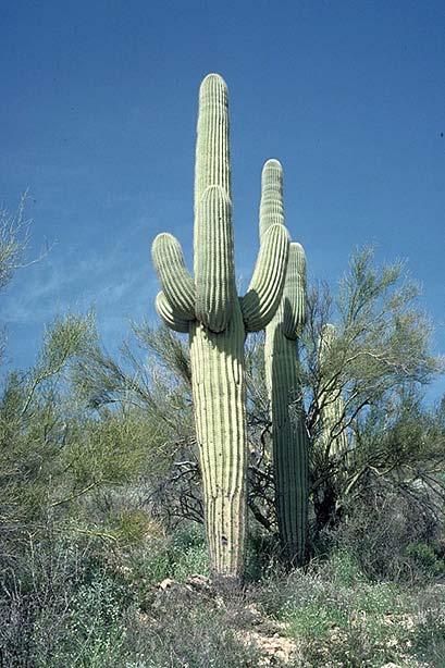 Cactaceae (Cactus