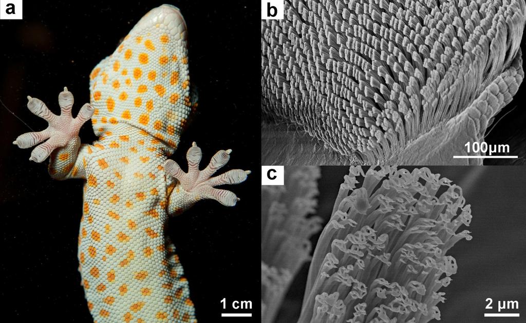 Figure 1- a) Ventral view of a tokay gecko, displacing adhesive toe pads. b) SEM images of rows of setae from a toe pad and c) the tip of a single seta, displaying the spatular features.