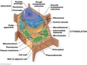 cells have a plasma membrane, cytoplasm, and