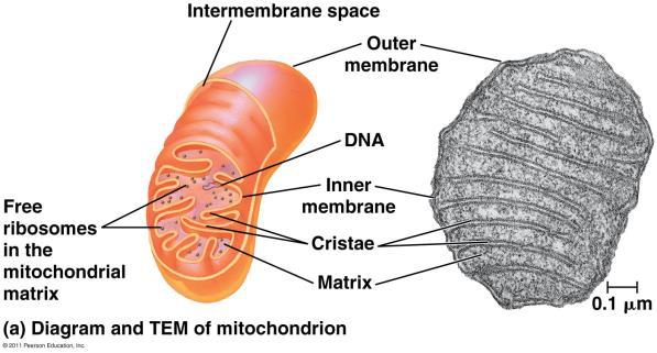 Outer membrane Mitochondrial matrix Fluid that fills the mitochondria. Mitochondria contain their own DNA and ribosomes.