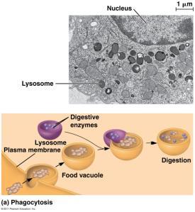 NOTE: there are also ribosomes in the cytoplasm. Fig 6.11 2. Golgi Apparatus pp.