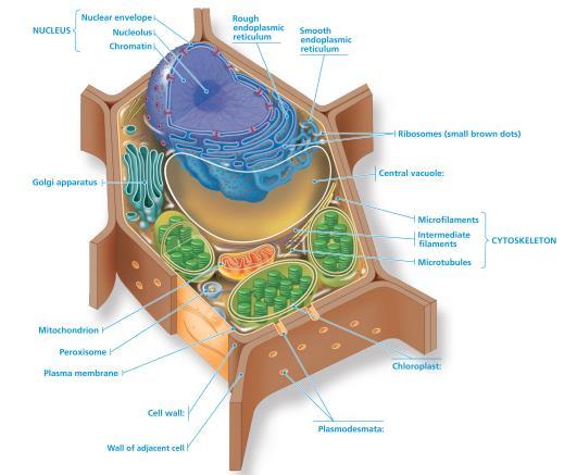 Cytoskeleton - Cellular skeleton that move things within a cell, maintain cell shape and can help the cell move.