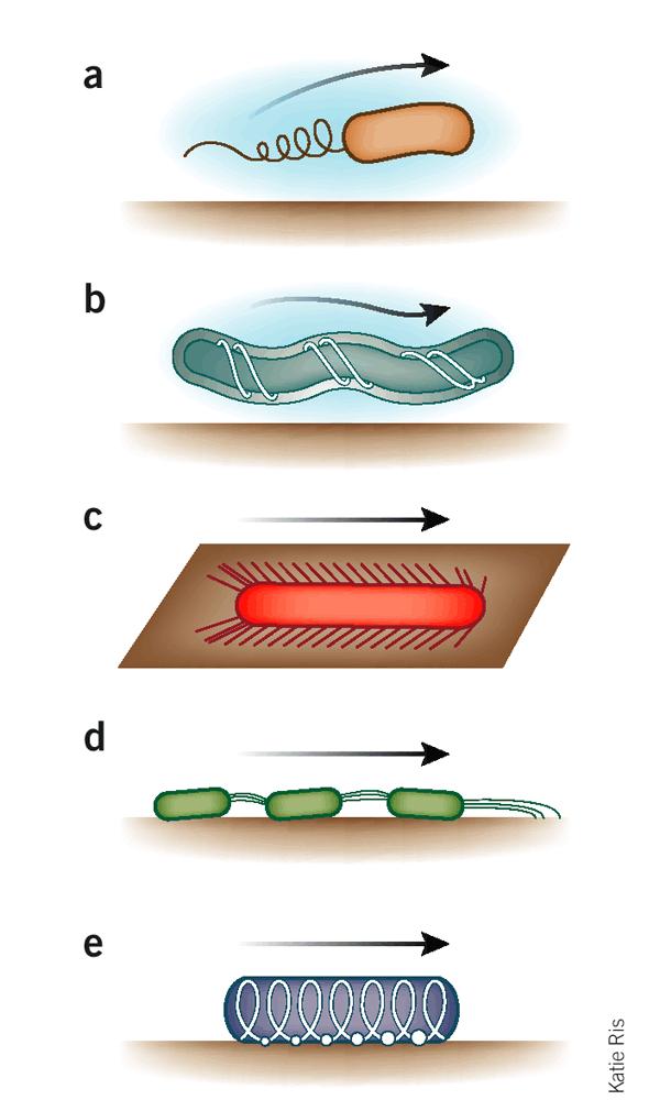 (a) Regular swimming motility powered by the rotation of flagellar filaments. (b) Sheathed flagella driven motility by spirochetes suitable in highly viscous fluids.