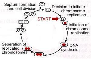 Cell division is a part of a replication cycle