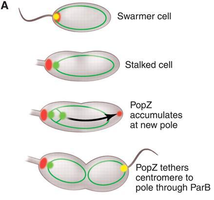 Chromosome attachment to the cell pole (A) The Caulobacter pars centromere bound to the ParB partition protein is attached to the cell pole by interaction with the polar PopZ polymeric network.