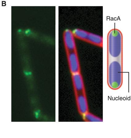Chromosome attachment to the cell pole (B) Sporulating cells of B.