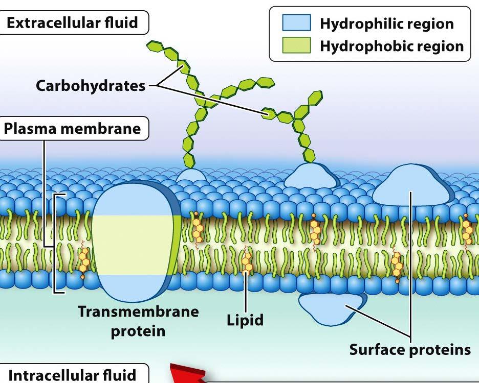 Embedded molecules of the plasma membrane Carbohydrates: help with cell to cell recognition Lipids (cholesterol): helps membrane remain