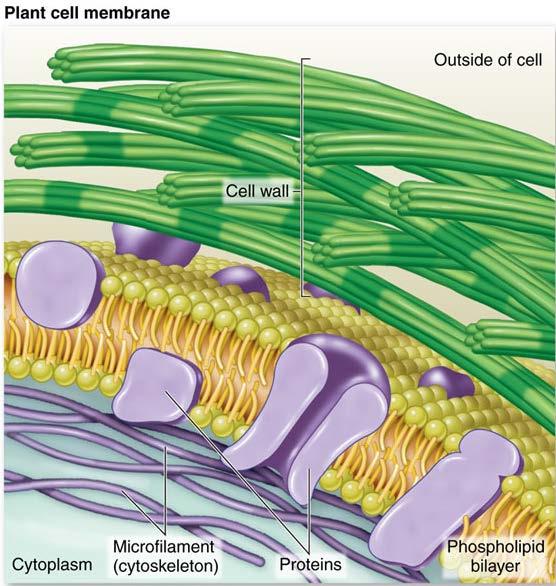 junctions Cell-cell recognition