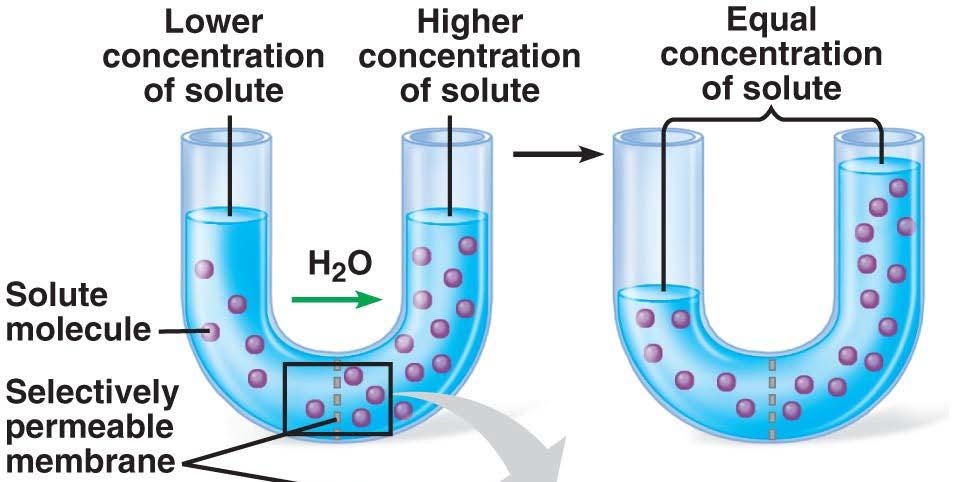 Osmosis The diffusion of water molecules across a selectively permeable membrane