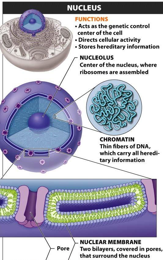 A few important organelles Nucleus, the largest organelle controls most cellular activities by directing the production of