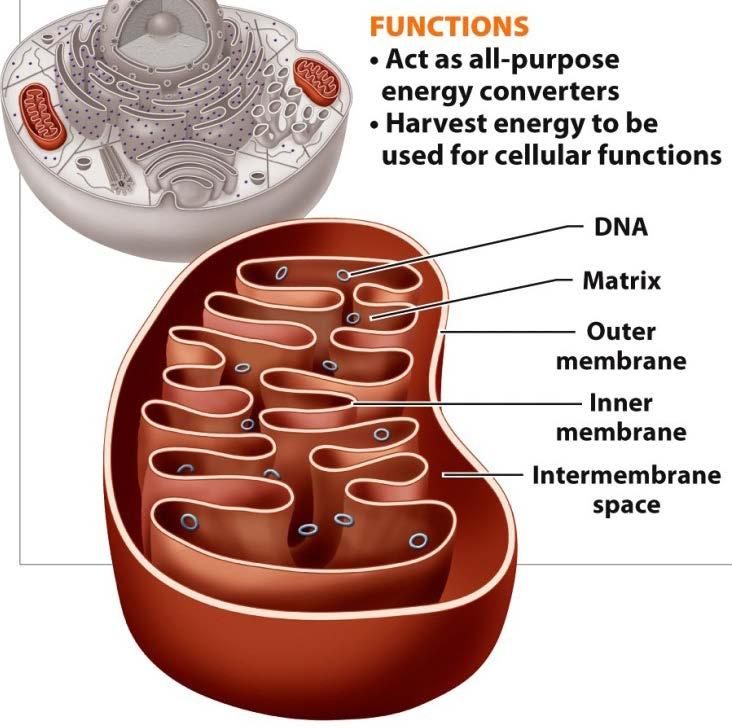A few important organelles Mitochondria makes energy molecule ATP to fuel