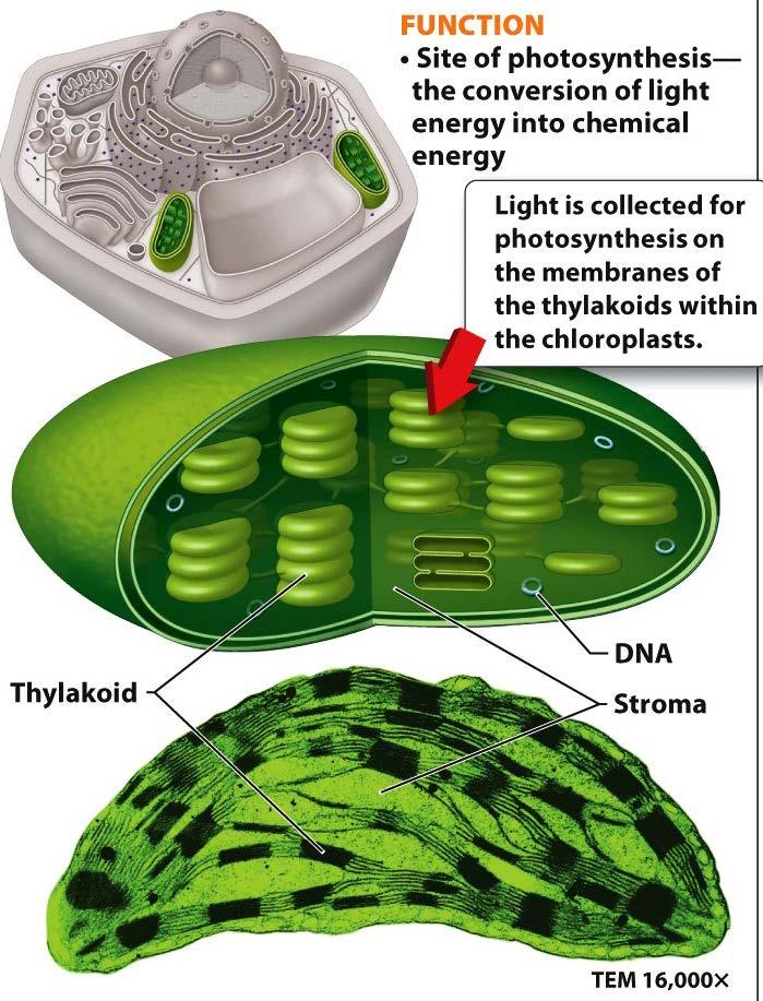 A few important organelles Chloroplasts; in plants converts light energy into chemical energy site of