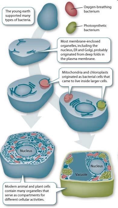Endosymbiosis theory Mitochondria & chloroplasts were once small prokaryotes that began living in larger prokaryotes Over time, the endosymbiont & the host both