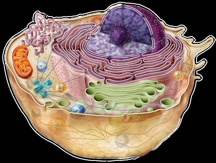Characteristics of eukaryotic cells Eukaryotic Cells large & complex