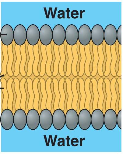 Cell parts: plasma membrane Structure: Made of a