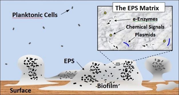 Biofilms: Strongly Correlated Systems 2013 Nature Education All