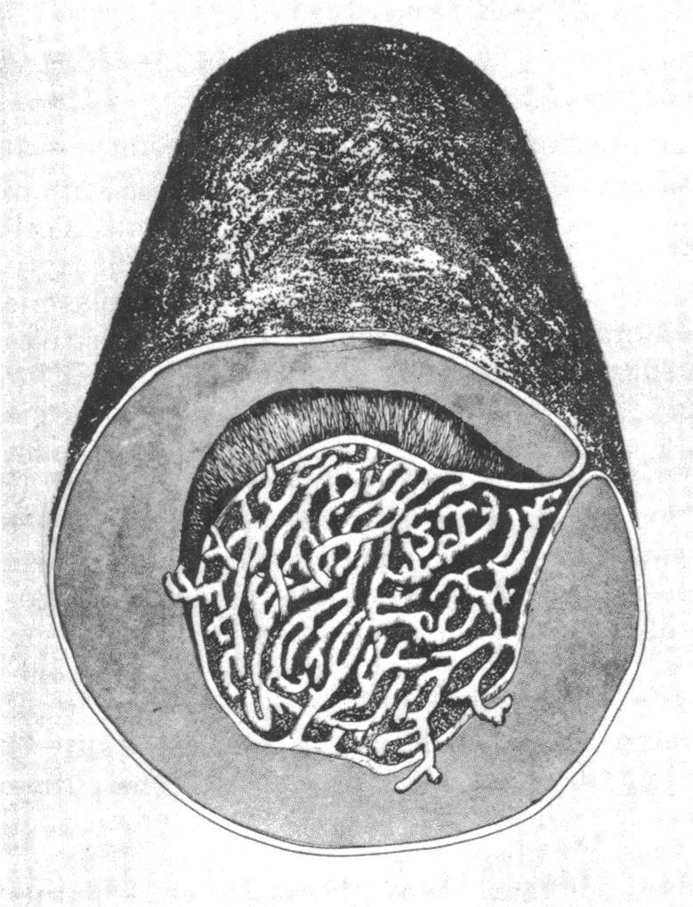 Drawing of the mesosome structure found in Chromobacterium violaceum A