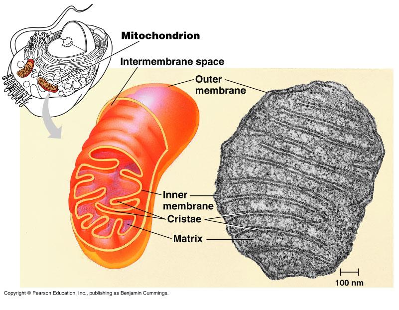 The mitochondrion, site