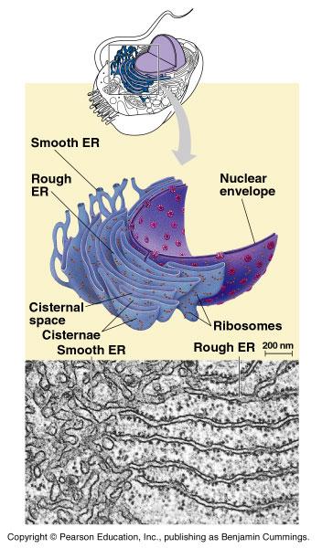 Endoplasmic