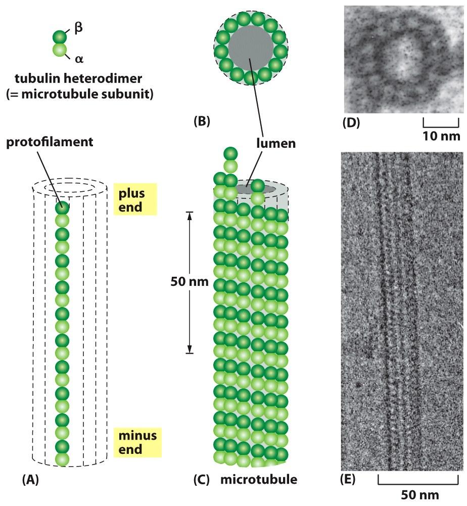 Microtubules are