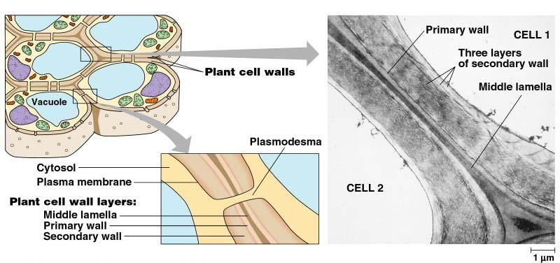Plant cell walls Cell