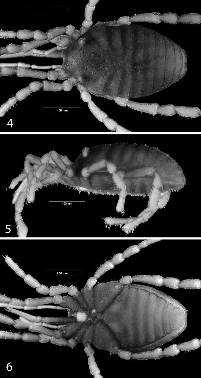 62 THE JOURNAL OF ARACHNOLOGY Figures 4 6. Pettalus thwaitesi sp. nov., female paratype (MCZ 78876): 4. Dorsal view; 5. Lateral view; 6. Ventral view.