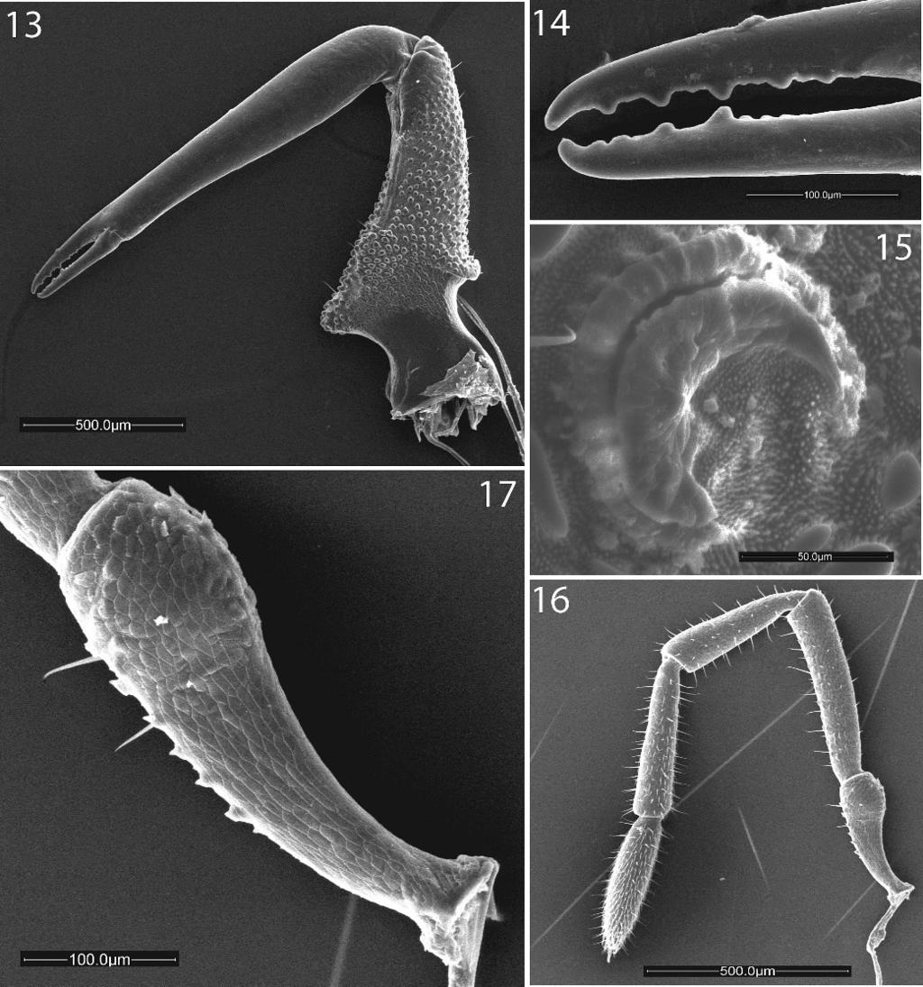 64 THE JOURNAL OF ARACHNOLOGY Figures 13 17. Pettalus thwaitesi sp. nov.: 13. External view of left chelicerae of male paratype; 14, Detail of dentition of distal cheliceral segment; 15.