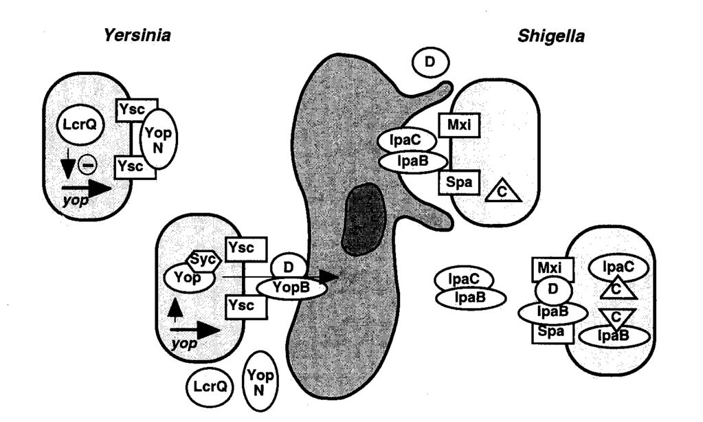 Comparison between Shigella and Yersinia Type III secretion channel kept shut by YopN Accumulation of LcrQ prevents transcription Cell contact- YopN released Yop proteins secreted into