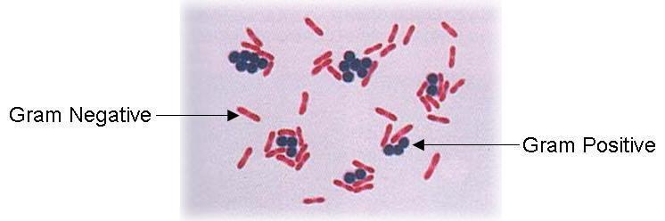 All types of bacteria are either GRAM-POSITIVE or GRAM- NEGATIVE bacteria. Four reagents are used in Gram stain: 1.