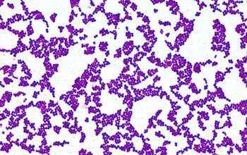 instance, staphylococcus form grape-like clusters and