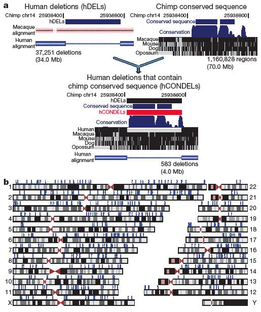 2011 PLoS Biology) Type III: fundamental changes in the trajectories of gene expression patterns between humans and other primates MORE RECENT UPDATES Perdomo-Sabogal et al. 2016.