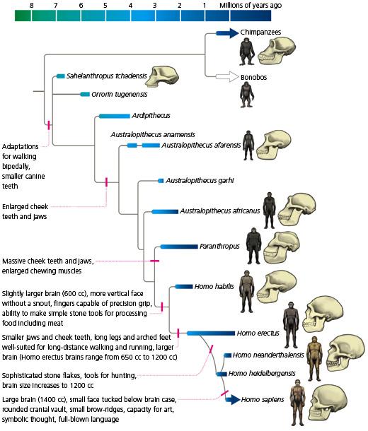 Hominin Evolution Figure from Carl Zimmer, The Tangled Bank 2010 Homo neanderthalensis Large Brains (1600cm 3, larger than us): same size at birth as us, but more rapid growth during development More
