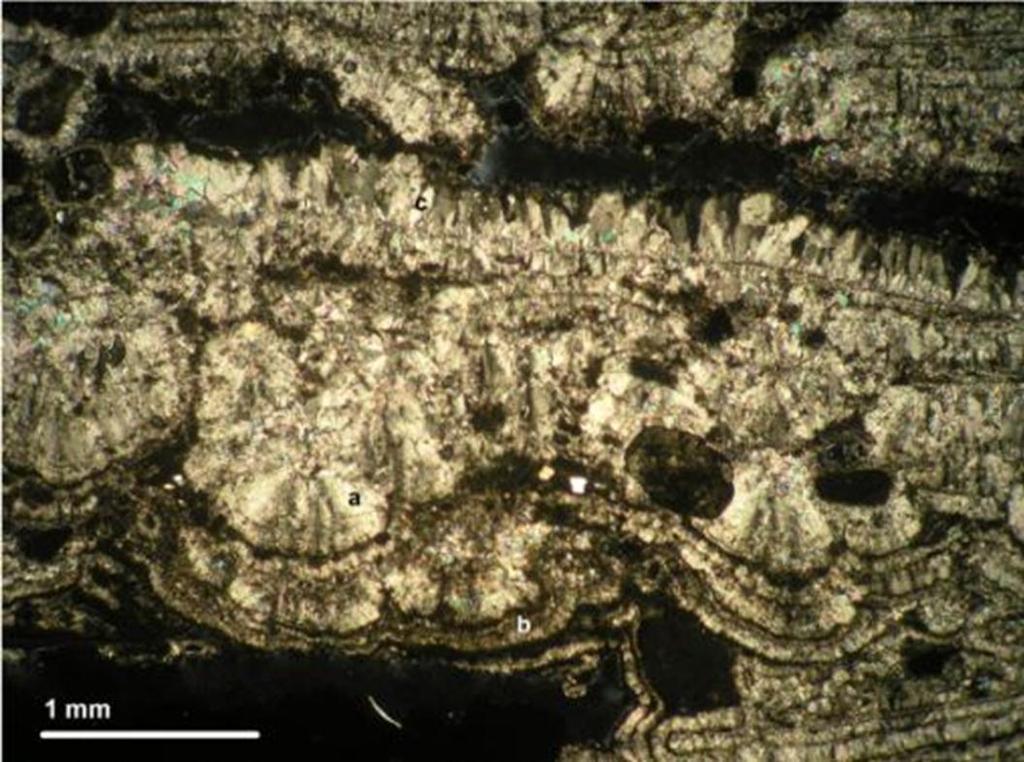 A146 Photo 3: Radiaxial fibrous spar cement (a) with botryoidal habit (centre) with microspar lining (b) and bladed spar cement