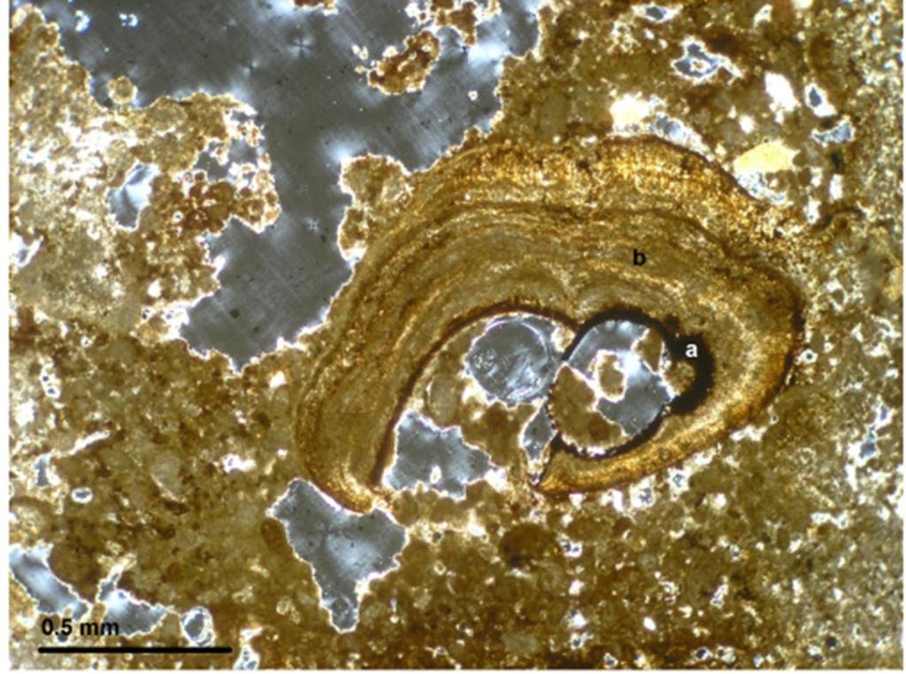 A159 Photo 3: Gastropod bioclast (a) with overgrowth of laminated microbial of microbial