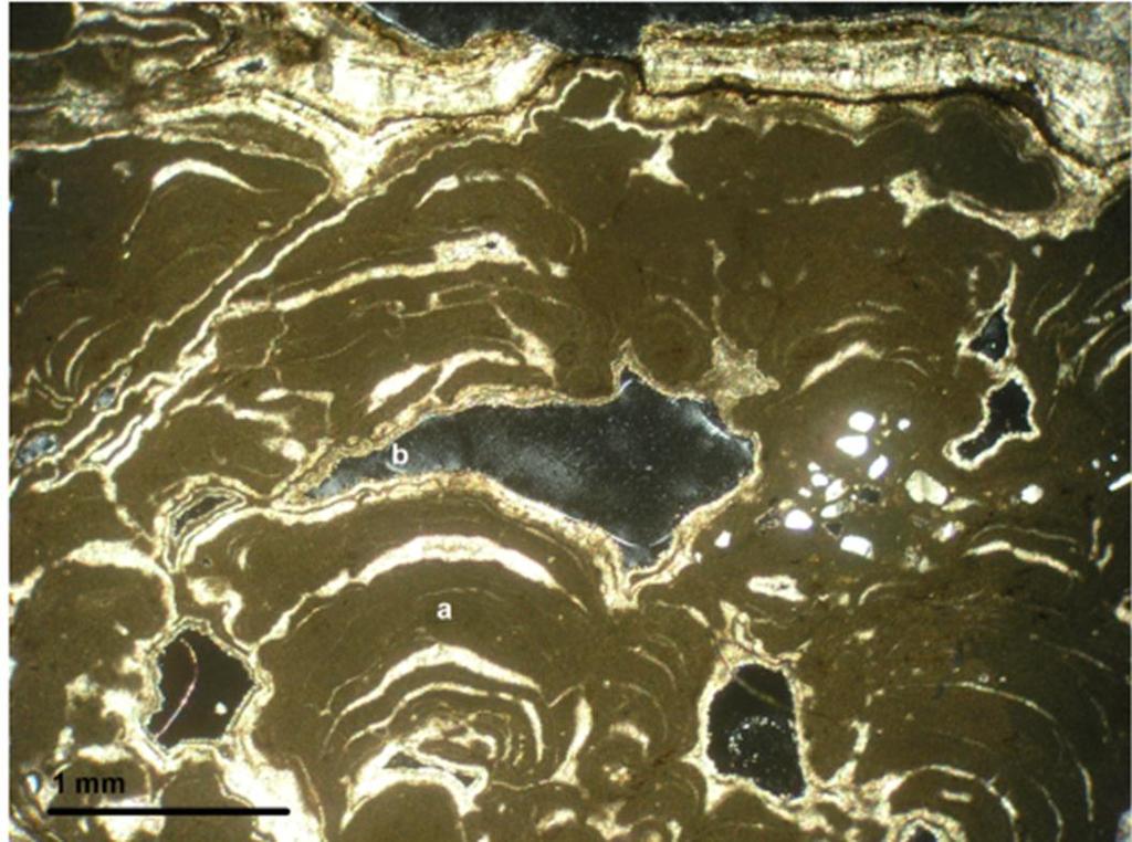 Laminated fibrous and bladed carbonate cement interlayered with microbial micrite void fill (b).