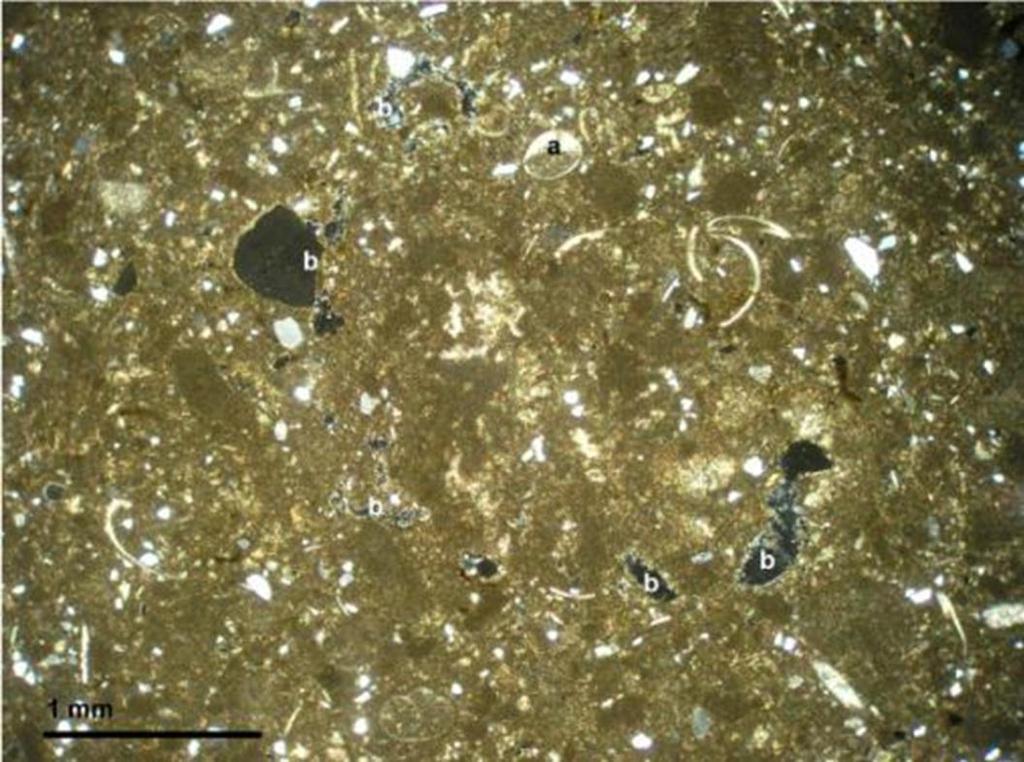 Oncoid has thin layer of micritic cement (d). Plane light. Photo 2: Sample matrix composed of clotted carbonaceous muds.