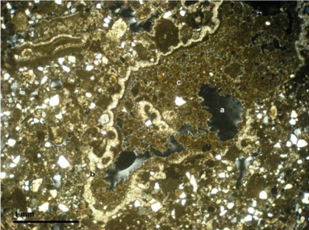 ) void (a) lined with geopetal microcrystalline cement (b) and then filled with peloidal carbonate material(c).