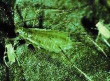 Green peach or tobacco aphid Cotton or melon aphid Potato aphid Foxglove aphid Body color alone is not an accurate way to identify aphids, though it may be useful with other features.