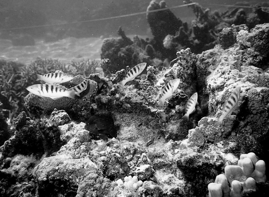 48 JEFFREY S. SHIMA AND CRAIG W. OSENBERG Ecology, Vol. 84, No. 1 PLATE 1. Adult six bar wrasse (Thalassoma hardwicke) on Moorea, French Polynesia.